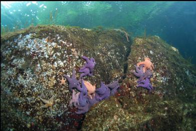 seastars near surface