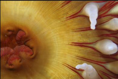 fish-eating anemone