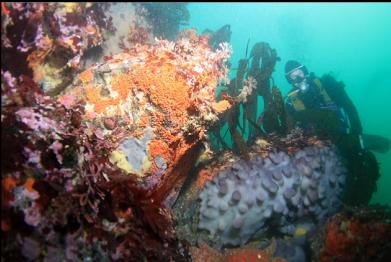 tunicates