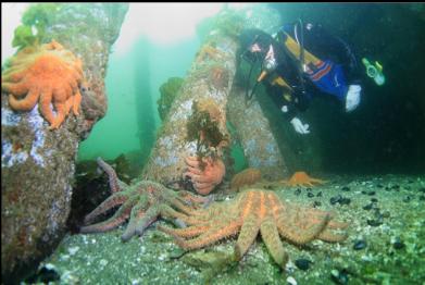 sunflower stars under dock