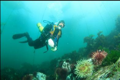 fish-eating anemone