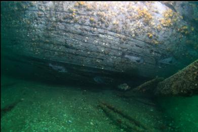 black rockfish under hull