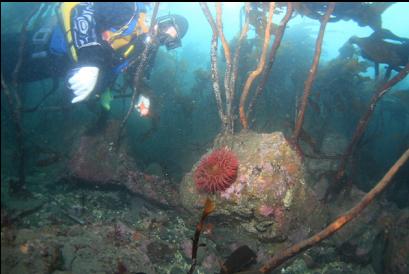 anemone under stalked kelp