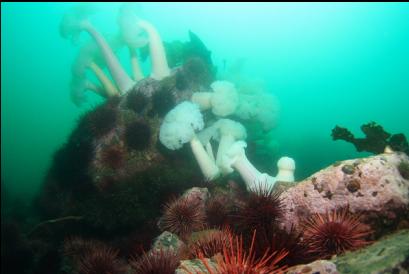 anemones and urchins