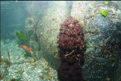 feather duster worms in bay