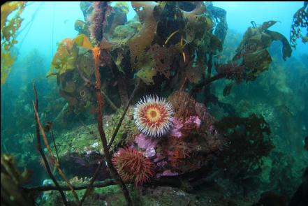 fish-eating anemones