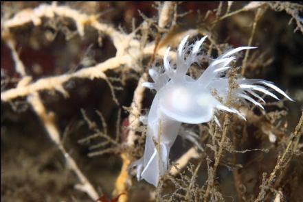 nudibranch