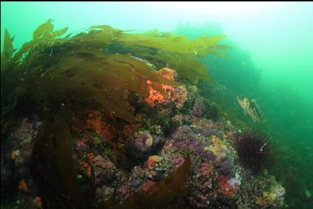 copper rockfish at the top of the wall