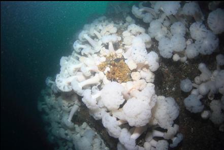 anemones 100 feet deep