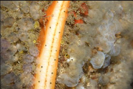 scallop covered in tunicates