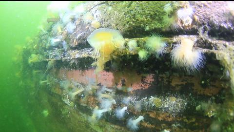 jellyfish on the side of the drydock