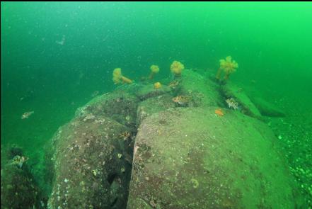 rockfish and anemones on a pile of boulders