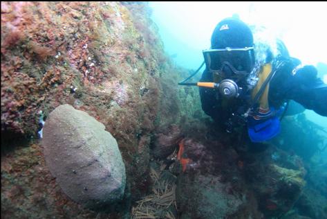 gumboot chiton
