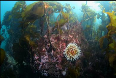 fish-eating anemone