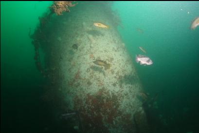 rockfish around funnel