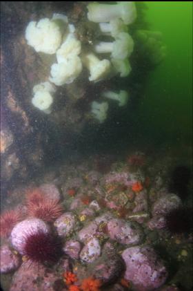 plumose anemones and colourful rubble bottom