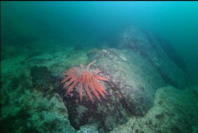 sunflower star on reef