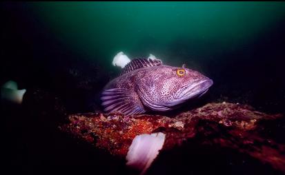 LINGCOD