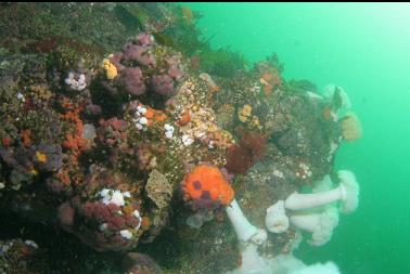 tunicates on second dive