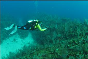 DIVER TAKING PICTURE