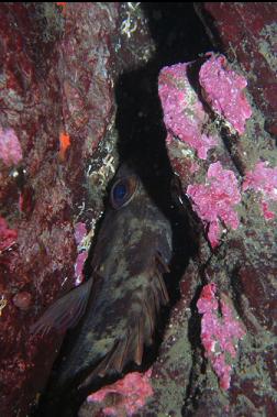 BROWN ROCKFISH IN CRACK