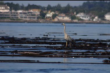 heron on kelp