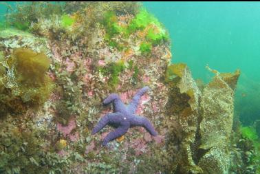 seastar in shallows