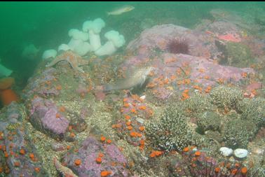 kelp greenlings, cup corals, cemented tube worms, etc.