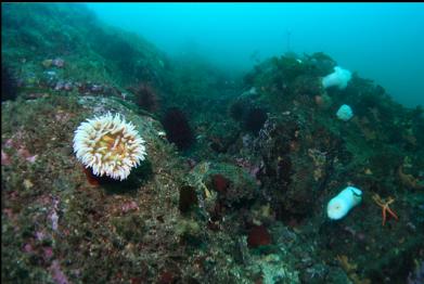 fish-eating anemone 50 feet deep