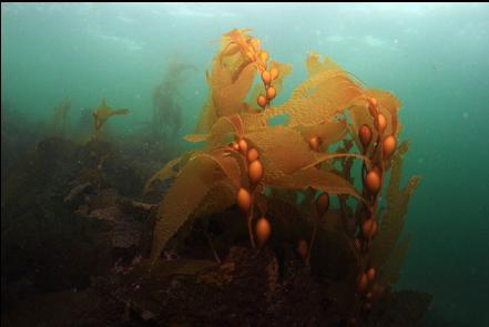 macrocystis kelp