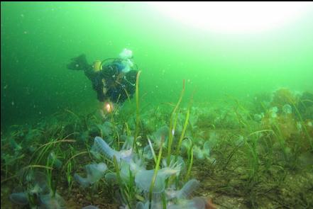 hooded nudibranchs