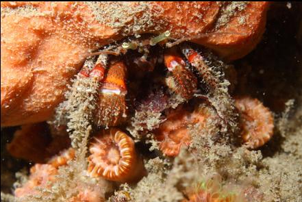hermit crab and cup corals
