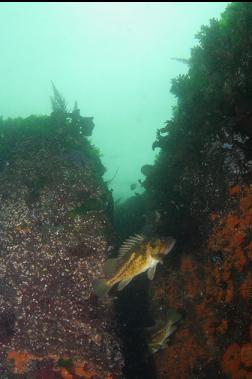 COPPER ROCKFISH IN SHALLOWS
