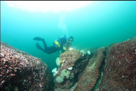 small plumose anemones at the top of the wall