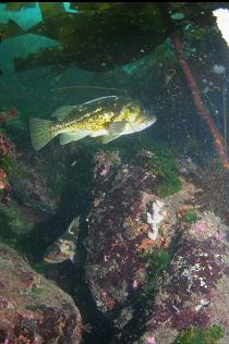 COPPER ROCKFISH