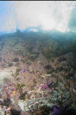 CARPET OF TINY ANEMONES