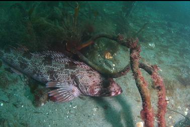 lingcod on sand