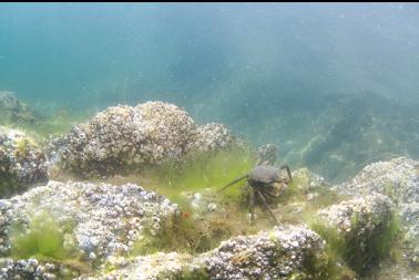 kelp crab near surface