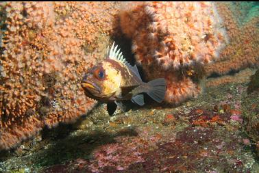 quillback and zoanthids