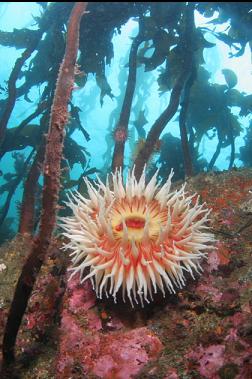 fish-eating anemone