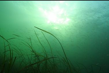 school of tube-snouts over eel grass