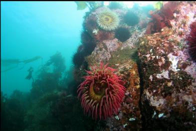 fish-eating anemones