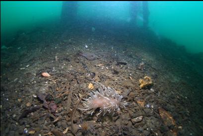 nudibranch under dock