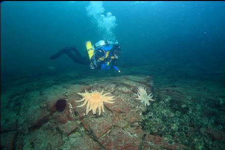 sunflower stars and green urchins on top of the reef