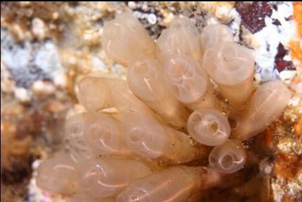 lightbulb tunicates
