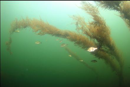 perch and sargassum