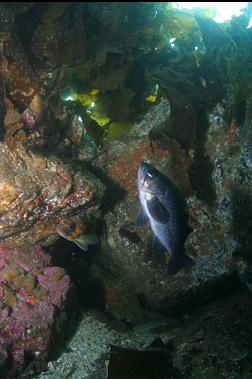 Black and quillback rockfish