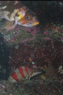 COPPER ROCKFISH AND PAINTED GREENLING