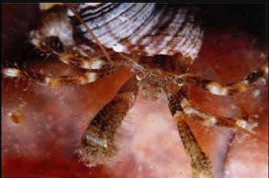 hermit crab on tunicate colony