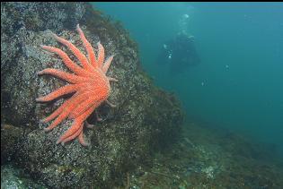 SUNFLOWER STAR IN SHALLOWS